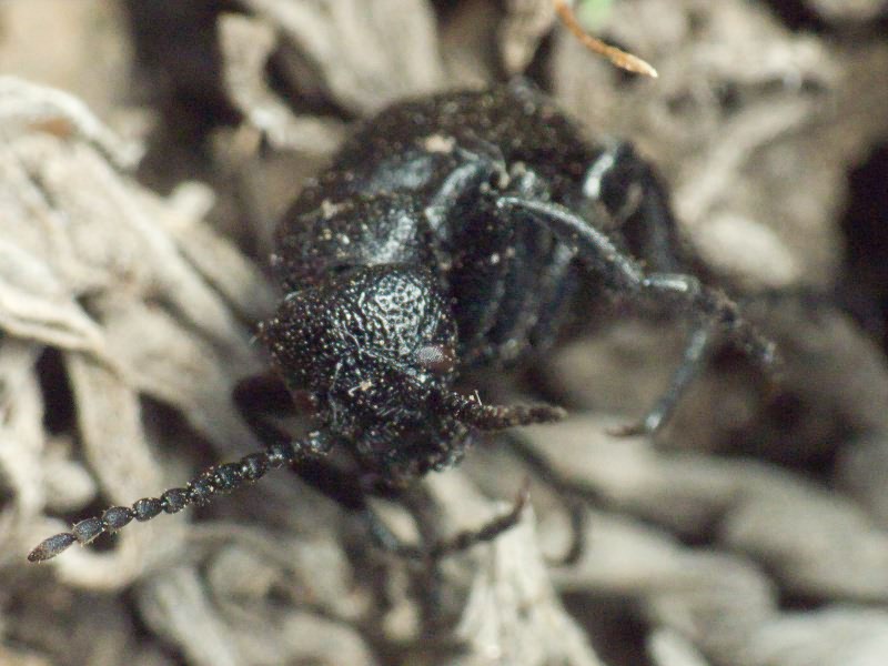 Insecta Linnaeus, 1758